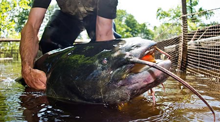 Die Ermittlungen wegen eines möglichen Verstoßes gegen das Tierschutzgesetz wurden eingestellt. (Symbolbild) / Foto: Patrick Pleul/dpa-Zentralbild/dpa