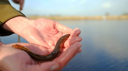 Ein Schlammpeitzger sieht nicht gerade aus wie ein typischer Fisch. (Symbolbild) / Foto: Markus Hibbeler/dpa