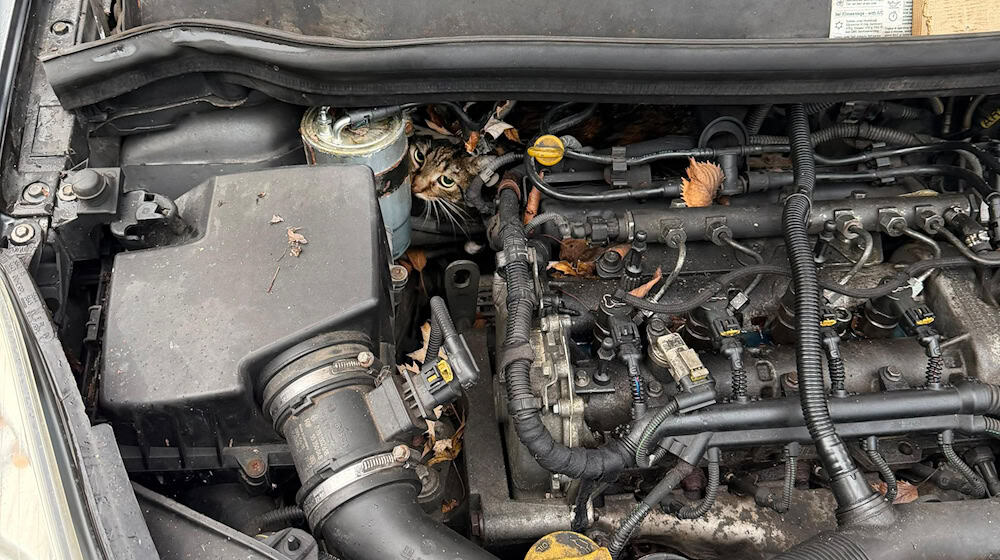 In höchster Not fanden Feuerwehrler eine eingeklemmte Katze in einem Auto vor.  / Foto: --/Berufsfeuerwehr Augsburg/dpa