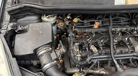 In höchster Not fanden Feuerwehrler eine eingeklemmte Katze in einem Auto vor.  / Foto: --/Berufsfeuerwehr Augsburg/dpa