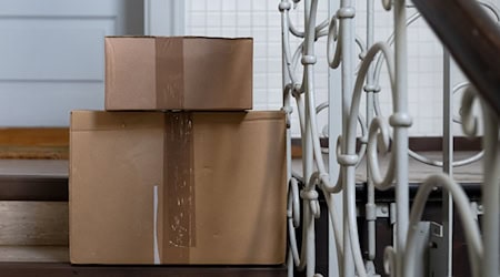 Die Katze hatte sich nach bisherigen Erkenntnissen unbemerkt in den Karton gelegt. (Symbolbild) / Foto: Sven Hoppe/dpa