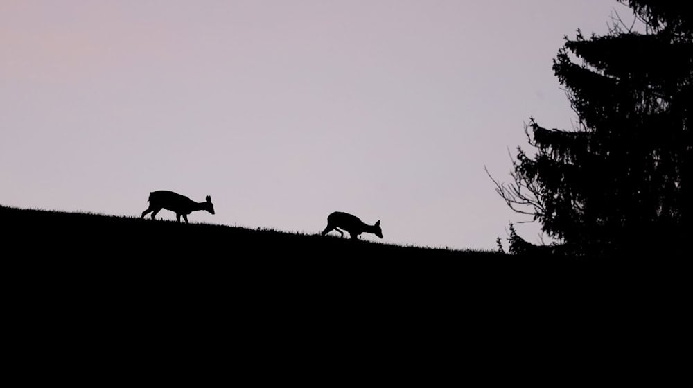 Rehe in der Dämmerung (Symbolbild) / Foto: Karl-Josef Hildenbrand/dpa