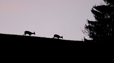 Rehe in der Dämmerung (Symbolbild) / Foto: Karl-Josef Hildenbrand/dpa