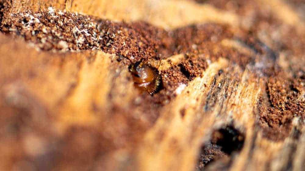 Borkenkäfer sind klein, können in Nadelwäldern aber große Schäden anrichten. (Symbolbild)  / Foto: Armin Weigel/dpa