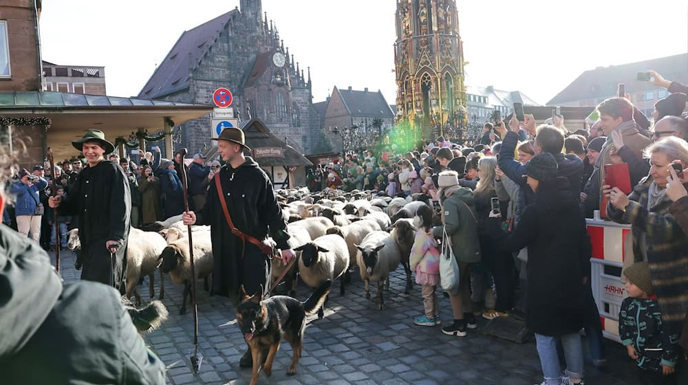 Eine Herde mit 600 Schafen ist in Nürnberg mitten durch die Stadt zu ihren Winterweiden gezogen.  / Foto: Daniel Löb/dpa