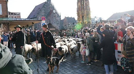 Eine Herde mit 600 Schafen ist in Nürnberg mitten durch die Stadt zu ihren Winterweiden gezogen.  / Foto: Daniel Löb/dpa