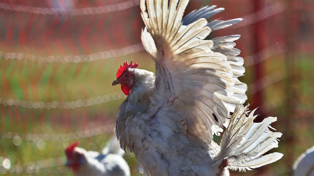 Im Freistaat ist die Zahl der Hühnerhaltungen gestiegen. (Archivbild) / Foto: Karl-Josef Hildenbrand/dpa