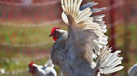Im Freistaat ist die Zahl der Hühnerhaltungen gestiegen. (Archivbild) / Foto: Karl-Josef Hildenbrand/dpa