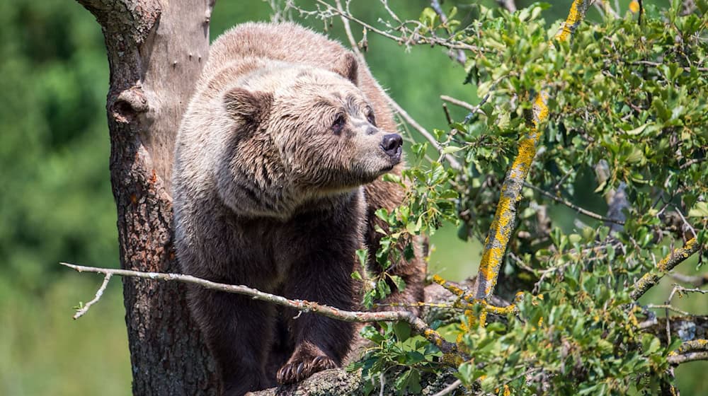 Ein Braunbär im oberbayerischen Wildpark Poing. Immer wieder gibt es Berichte über Sichtungen in freier Wildbahn. (Symbolbild)  / Foto: Lino Mirgeler/dpa