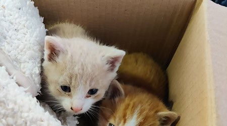 Die beiden Kätzchen haben jetzt ein neues Zuhause. / Foto: -/Polizeiinspektion Trostberg/dpa