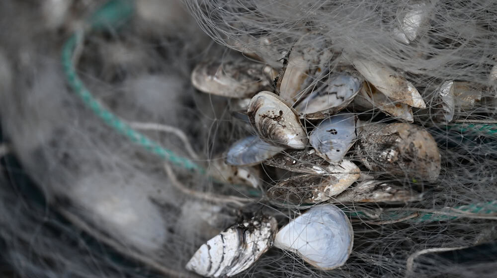 Quagga-Muscheln sind nun auch im Starnberger See nachgewiesen worden. (Archivfoto) / Foto: Felix Kästle/dpa