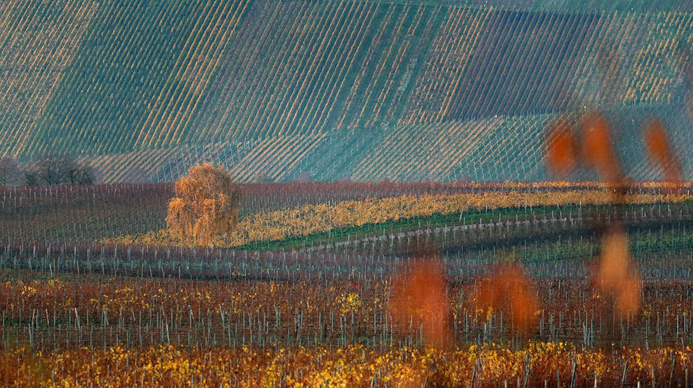 Der Donnerstag dürfte vielerorts sonnig werden. (Archivbild) / Foto: Karl-Josef Hildenbrand/dpa