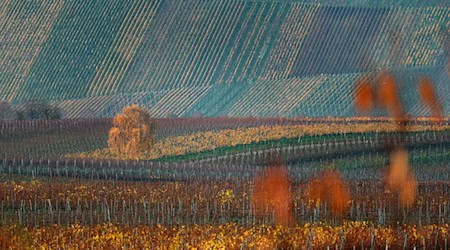 Der Donnerstag dürfte vielerorts sonnig werden. (Archivbild) / Foto: Karl-Josef Hildenbrand/dpa