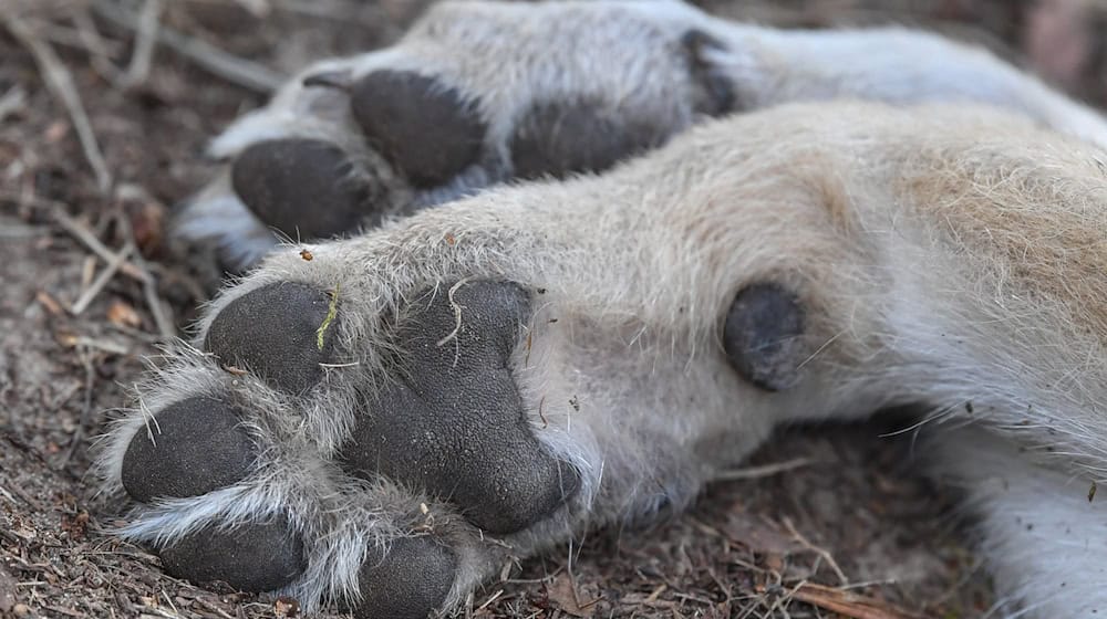 Mitte Oktober fand ein Zeuge den toten Wolf im Wald. (Symbolbild) / Foto: Patrick Pleul/dpa