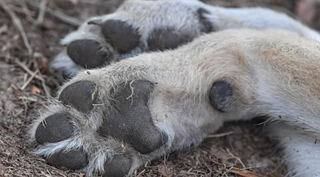 Ein im Landkreis Regensburg gefundener toter Wolf könnte erschossen worden sein.(Symbolbild)  / Foto: Patrick Pleul/dpa