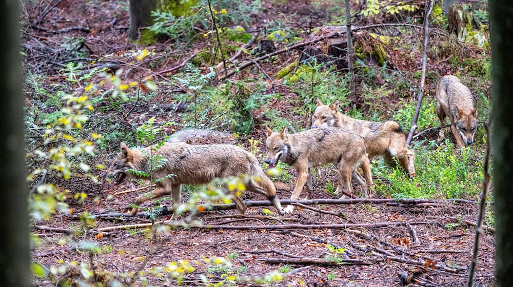 Ungeachtet der seit Jahren emotional geführten Debatte über Abschüsse von Wölfen in Bayern zeigt die Statistik, dass es im Freistaat nach wie vor nur wenige Rudel gibt. (Illustration) / Foto: Armin Weigel/dpa