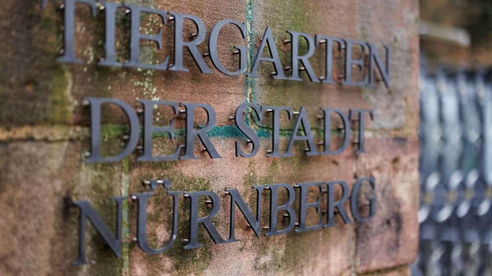 In Nürnberg sind rund 50 Vogelarten von strengen Schutzmaßnahmen betroffen. (Archivbild) / Foto: Daniel Karmann/dpa