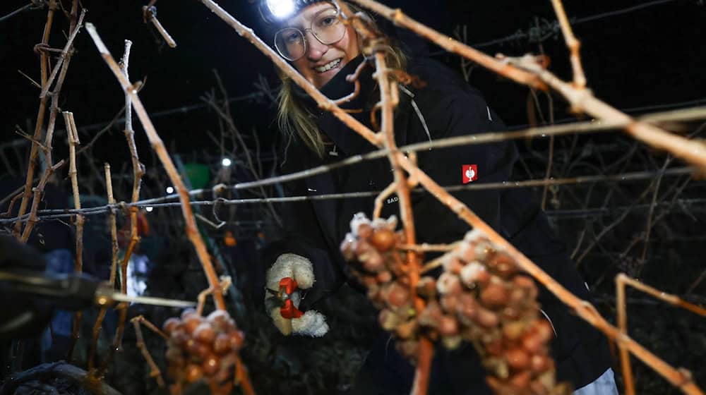 Seit etwa 230 Jahren werden in Franken Eisweine hergestellt. / Foto: Daniel Löb/dpa