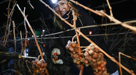 Seit etwa 230 Jahren werden in Franken Eisweine hergestellt. / Foto: Daniel Löb/dpa