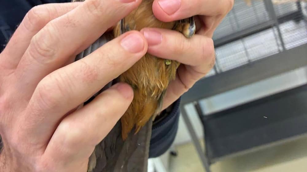 Insgesamt wurden sieben Singvögel im Gepäck der Reisenden entdeckt. / Foto: -/Bayerische Kontrollbehörde für Lebensmittelsicherheit und Veterinärwesen/dpa