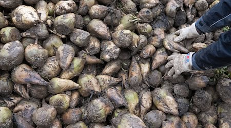 In Bayern sind die Zuckerrübenfelder für diese Saison vielerorts bereits abgeerntet. (Archivbild) / Foto: Marijan Murat/dpa