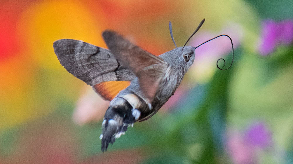 Taubenschwänzchen überwintern mittlerweile auch in Deutschland. (Archivbild) / Foto: Boris Roessler/dpa