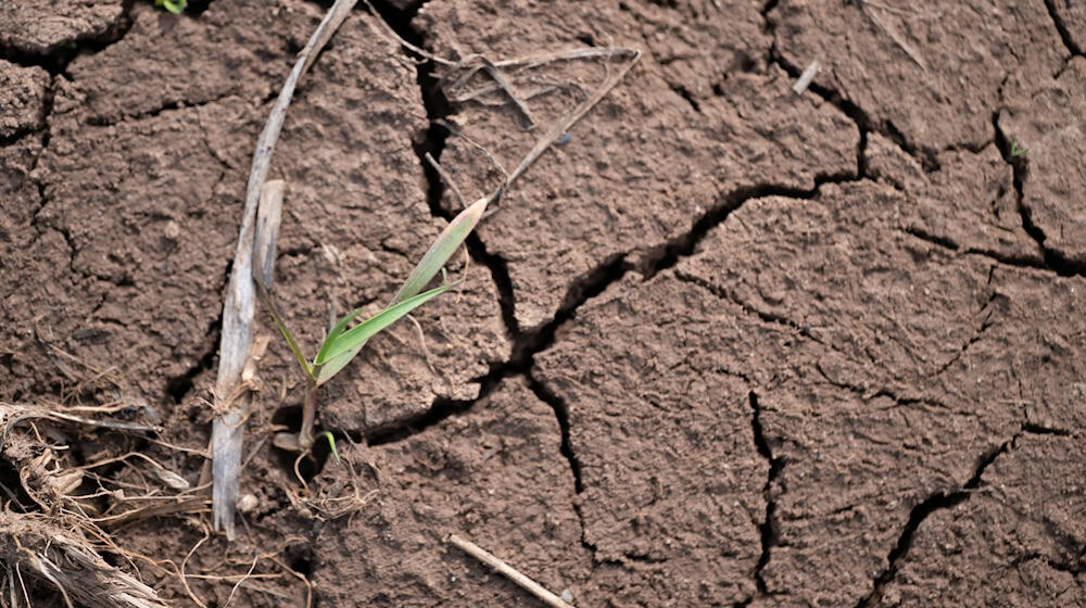 Das Jahr 2025 war in Bayern zu warm und zu trocken. (Symbolbild) / Foto: Pia Bayer/dpa
