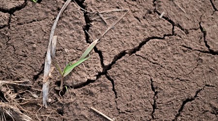 Das Jahr 2025 war in Bayern zu warm und zu trocken. (Symbolbild) / Foto: Pia Bayer/dpa