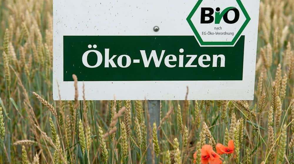 Der Ökolandbau ist in Bayern trotz gesetzlich festgelegter Ausbauziele noch immer eher die Ausnahme als die Regel. (Archivbild) / Foto: picture alliance / dpa