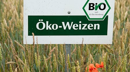 Der Ökolandbau ist in Bayern trotz gesetzlich festgelegter Ausbauziele noch immer eher die Ausnahme als die Regel. (Archivbild) / Foto: picture alliance / dpa