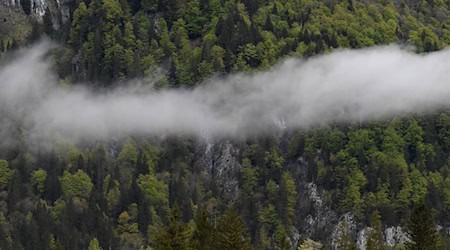 Zwischen Hohenschwangau und Berchtesgaden ließ König Maximilian II. einige Jagd- und Pirschhütten errichten. (Symbolbild) / Foto: Angelika Warmuth/dpa