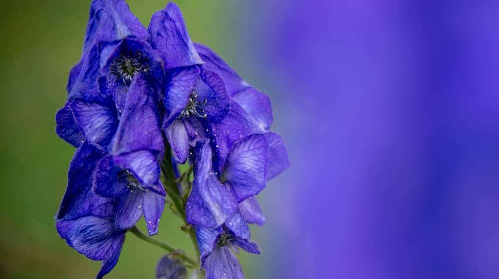 Der Blaue Eisenhut gehört wegen des Stoffs Aconitin zu den giftigsten Pflanzen Europas. (Archivbild) / Foto: Patrick Pleul/dpa