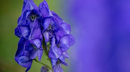 Der Blaue Eisenhut gehört wegen des Stoffs Aconitin zu den giftigsten Pflanzen Europas. (Archivbild) / Foto: Patrick Pleul/dpa