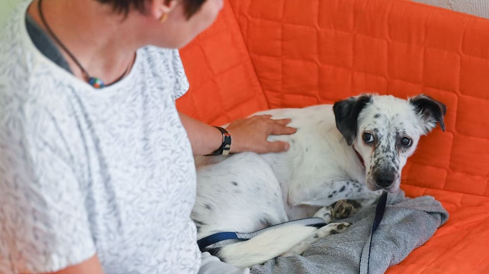 Ängstliche Hunde bekommen wegen der Böllerei zu Silvester oft Panikzustände und müssen beruhigt werden. (Symbolfoto) / Foto: Patrick Pleul/dpa