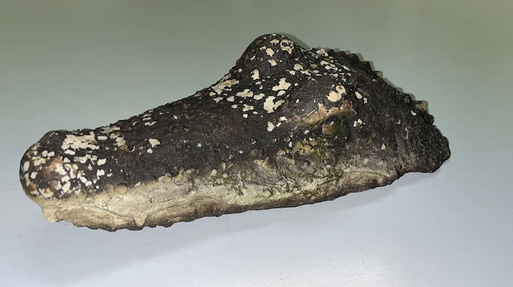 Eine täuschend echte Krokodil-Attrappe löste am Waldweiher bei Pfaffenhofen einen Polizeieinsatz aus. / Foto: -/Polizeiinspektion Pfaffenhofen a.d.Ilm/dpa