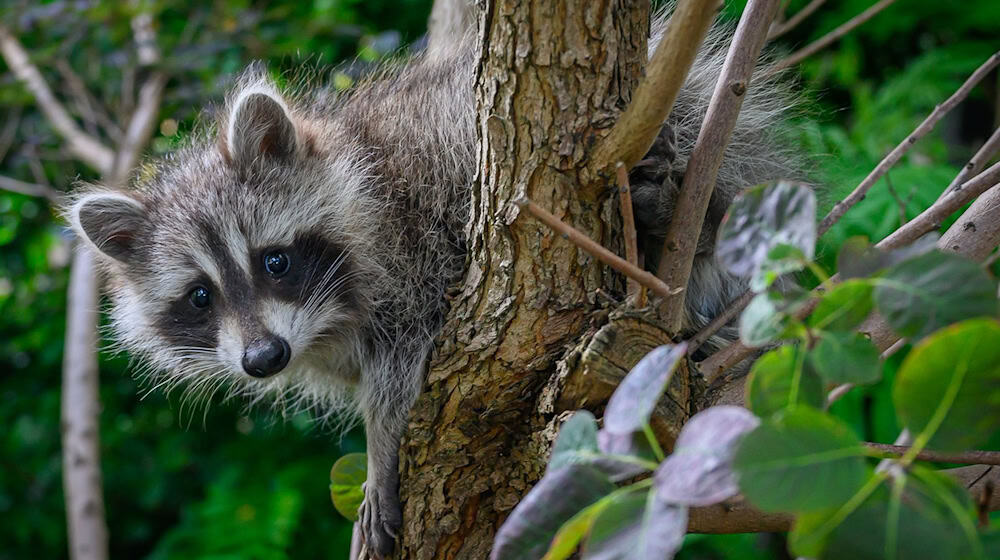 Mehr als 9.500 Waschbären wurden in Bayern im vergangenen Jagdjahr geschossen. (Symbolbild) / Foto: Patrick Pleul/dpa