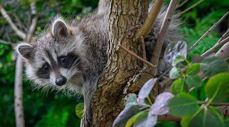 Mehr als 9.500 Waschbären wurden in Bayern im vergangenen Jagdjahr geschossen. (Symbolbild) / Foto: Patrick Pleul/dpa