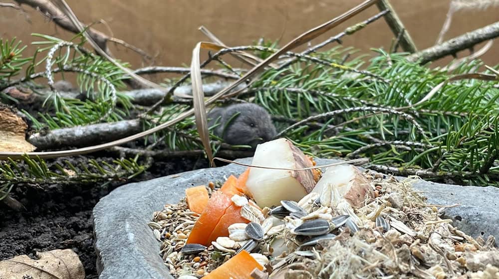 Die Geburt des Jungtiers feiert der Tierpark als Zuchterfolg.  / Foto: Tierpark Hellabrunn/dpa