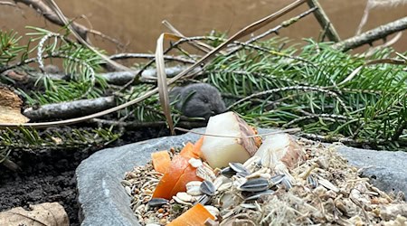 Die Geburt des Jungtiers feiert der Tierpark als Zuchterfolg.  / Foto: Tierpark Hellabrunn/dpa