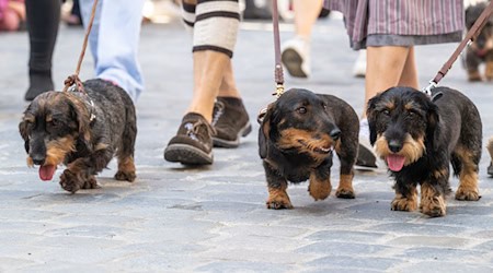 2026 soll es in Regensburg wieder eine Dackelparade geben. (Archivbild) / Foto: Armin Weigel/dpa