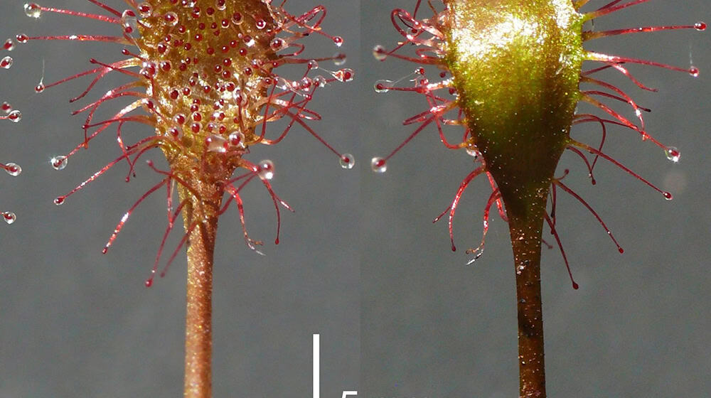 Neue Pflanzen werden den Experten zufolge überaus selten in Mitteleuropa, Deutschland und Bayern entdeckt. (Handout) / Foto: Andreas Fleischmann/Staatliche Naturwissenschaftliche Sammlungen Bayerns/dpa