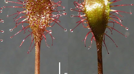 Neue Pflanzen werden den Experten zufolge überaus selten in Mitteleuropa, Deutschland und Bayern entdeckt. (Handout) / Foto: Andreas Fleischmann/Staatliche Naturwissenschaftliche Sammlungen Bayerns/dpa