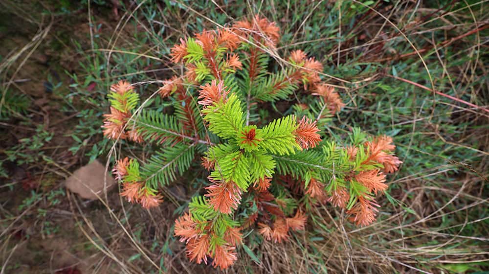 Auch an Christbäumen gehen die negativen Folgen von Hitze, Trockenheit und Klimawandel nicht spurlos vorbei. (Illustration) / Foto: Karl-Josef Hildenbrand/dpa