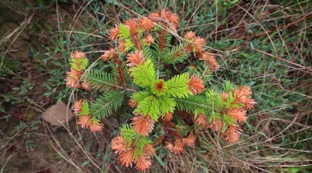 Auch an Christbäumen gehen die negativen Folgen von Hitze, Trockenheit und Klimawandel nicht spurlos vorbei. (Illustration) / Foto: Karl-Josef Hildenbrand/dpa