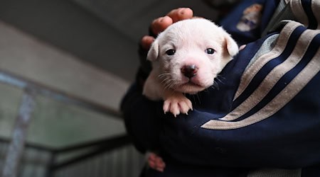 Die Polizisten fanden die Hundewelpen auf dem Beifahrersitz. (Symbolbild) / Foto: Johannes Neudecker/dpa