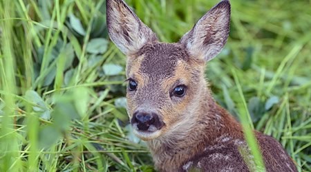 Nach dem Fund des toten Rehkitzes ermittelt die Polizei wegen Jagdwilderei. (Symbolbild) / Foto: Patrick Pleul/dpa/dpa-tmn