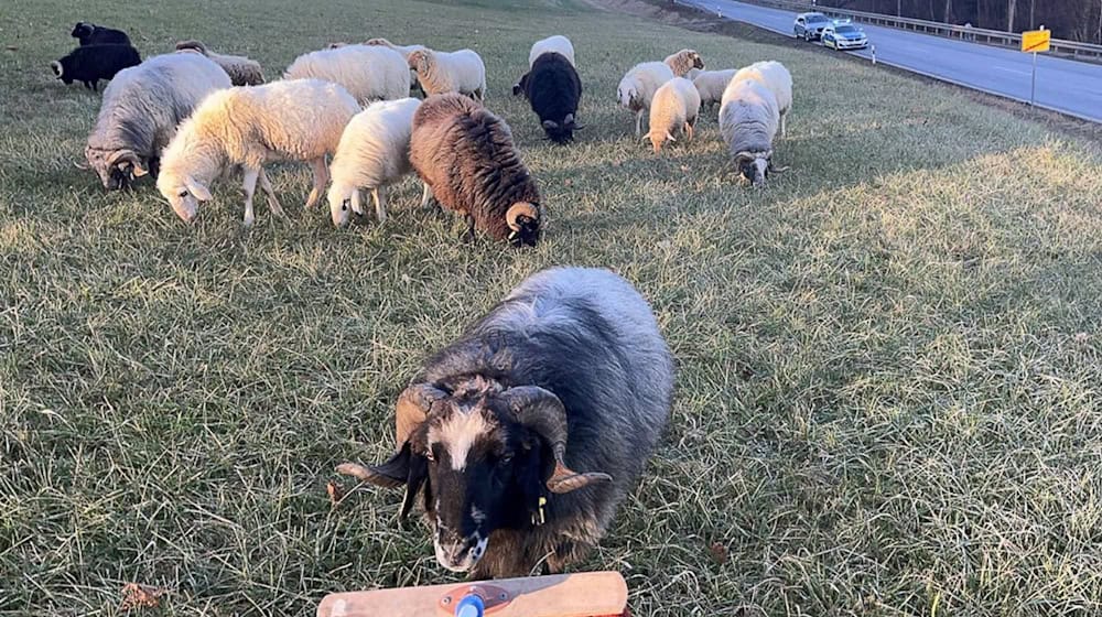 Bis zum Eintreffen des Eigentümers kümmerte sich die Polizei um die Tiere. / Foto: -/Polizeiinspektion Pegnitz/dpa