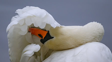 Warum der Schwan verschwand, ist unklar. (Symbolbild) / Foto: Patrick Pleul/dpa/ZB