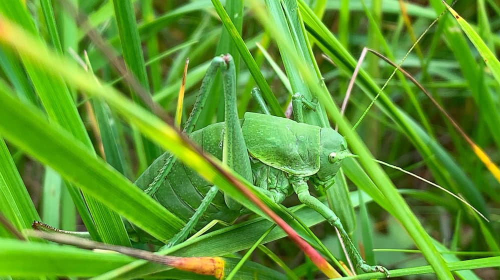 Dieses vom Landratsamt (LRA) Donau-Ries zur Verfügung gestellte Foto zeigt eine sehr seltene Wanstschrecke (Polysarcus denticauda) im Gras. (Handout) / Foto: Fabian Fürbaß/LRA Donau-Ries/dpa