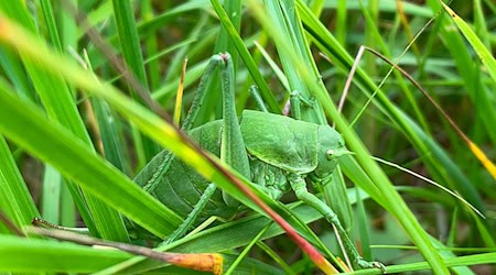 Dieses vom Landratsamt (LRA) Donau-Ries zur Verfügung gestellte Foto zeigt eine sehr seltene Wanstschrecke (Polysarcus denticauda) im Gras. (Handout) / Foto: Fabian Fürbaß/LRA Donau-Ries/dpa